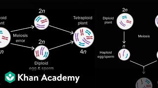 Allopatric and sympatric speciation  Biology  Khan Academy [upl. by Eilsek]