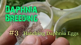 Daphnia Culture made simple and easy 3  Hatching Daphnia eggs [upl. by Akinor]