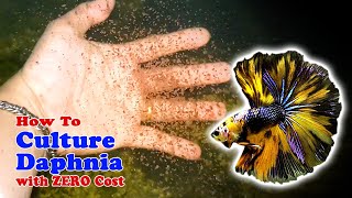 How to Culture Daphnia with ZERO Cost  Unlimited Live Food For Our Fish [upl. by Meilen721]