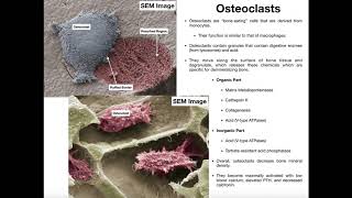 Physiology of the Osteoclast [upl. by Gnilrac]