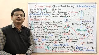 Diabetes Mellitus Part10 Mechanism of Action of Sulfonylurease  Antidiabetic Drugs  Diabetes [upl. by Adgam]