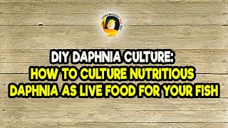 DIY Daphnia Culture How to Culture Nutritious Daphnia as Live Food for Your Fish [upl. by Gould]