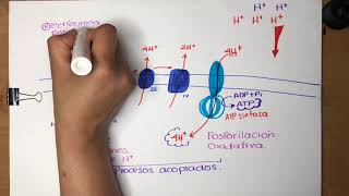 Fosforilación oxidativa  Cadena respiratoria [upl. by Ahsenar]