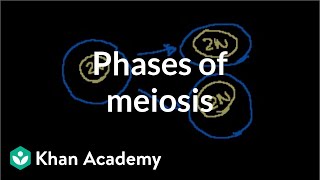 Phases of Meiosis [upl. by Valdis607]