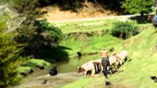 Part 2 Mustering Wild Bulls in Northland New Zealand [upl. by Kowtko]