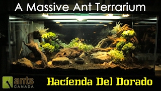 A Massive Ant Terrarium quotHacienda Del Doradoquot [upl. by Atrim]