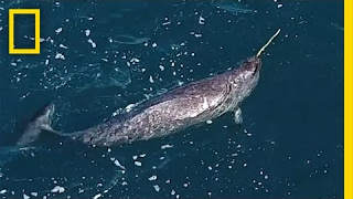 Mystery Behind Narwhals Iconic Tusks Revealed  National Geographic [upl. by Ymot]