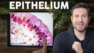 Epithelial Tissue Histology Explained for Beginners  Corporis [upl. by Xila]