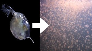 How I Culture Daphnia [upl. by Mongeau375]