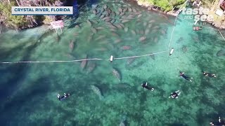 Swimming with manatees on Crystal River  Taste and See Tampa Bay [upl. by Oidiple]