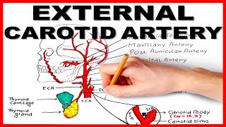 External Carotid Artery [upl. by Sirap]