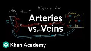 Arteries vs veinswhats the difference  Circulatory system physiology  NCLEXRN  Khan Academy [upl. by Peterus]