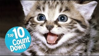 Top 10 Domesticated Cat Breeds [upl. by Flam]