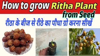 How to grow Ritha Arretha Plant from seed Grow Soapnut Soapberry Plant from seed [upl. by Aiekahs375]