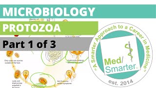 Protozoa  Microbiology  USMLE STEP 1  Part 1 of 3 [upl. by Stefania]