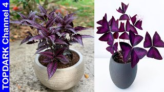 12 Plantas Que Tienen Hojas Moradas [upl. by Arreyt904]