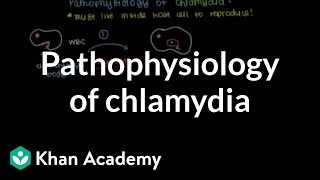 Pathophysiology of chlamydia  Infectious diseases  NCLEXRN  Khan Academy [upl. by Mcconaghy648]