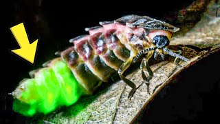 How Glow Worms Use Light To Lure Their Prey [upl. by Cullen]