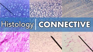 Histology  Connective Tissue [upl. by Beach]