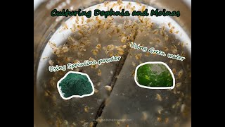 How To Culture Daphnia and Moinas using Green Water Spirulina powder [upl. by Cirtemed424]