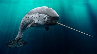 Narwhal  Amazing Animal [upl. by Nnyllaf]