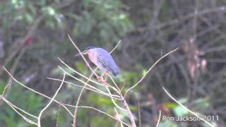 Striated Heron  Butorides striatus [upl. by Mcgrody]