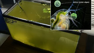 Raising Daphnia for the Freshwater Aquarium [upl. by Bucky]