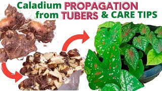 Caladium Propagation from Tubers Bulbs and Care Tips [upl. by Trevorr]