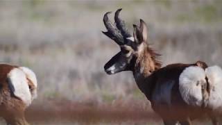 Field Judge Pronghorn 29 [upl. by Esilrac929]