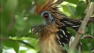 Hoatzin the flying cow [upl. by Aivyls433]