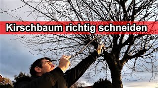 Kirschbaum richtig schneiden – Video Anleitung  Kirsche zurückschneiden  Wann Zeitpunkt Wie [upl. by Enayd20]