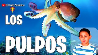 Los Pulpos  Octópodos [upl. by Kano]