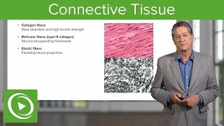 Connective Tissue – Histology  Lecturio [upl. by Tate915]