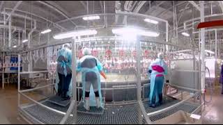 Take a 360° Virtual Reality Tour of a Chicken Processing Plant [upl. by Redyr452]