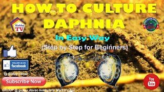 HOW TO CULTURE DAPHNIA In Easy Way [upl. by Betz]