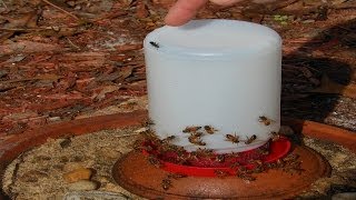 Easy Honey Bee Feeder from Poultry Chicken Waterer Honeybees [upl. by Erda]