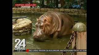 24 Oras Alagang hippopotamus ng Manila Zoo pumanaw na [upl. by Akelahs337]