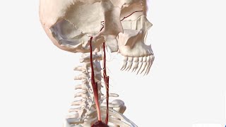 Internal Carotid Artery  Anatomy Branches amp Relations [upl. by Gregorio148]